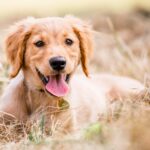 Petsitter – kto to jest, czym się zajmuje i jak wybrać najlepszego opiekuna dla swojego zwierzaka