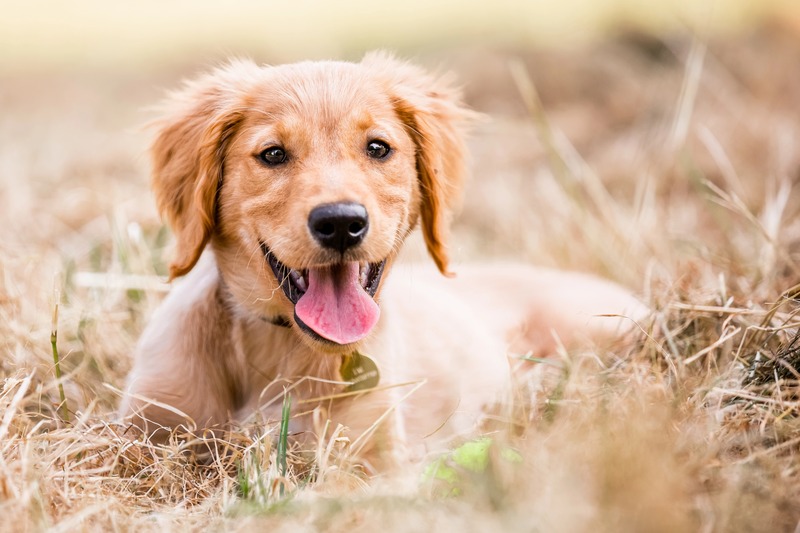 Petsitter – kto to jest, czym…