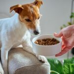Jak wybrać najlepszą suchą karmę dla psa?